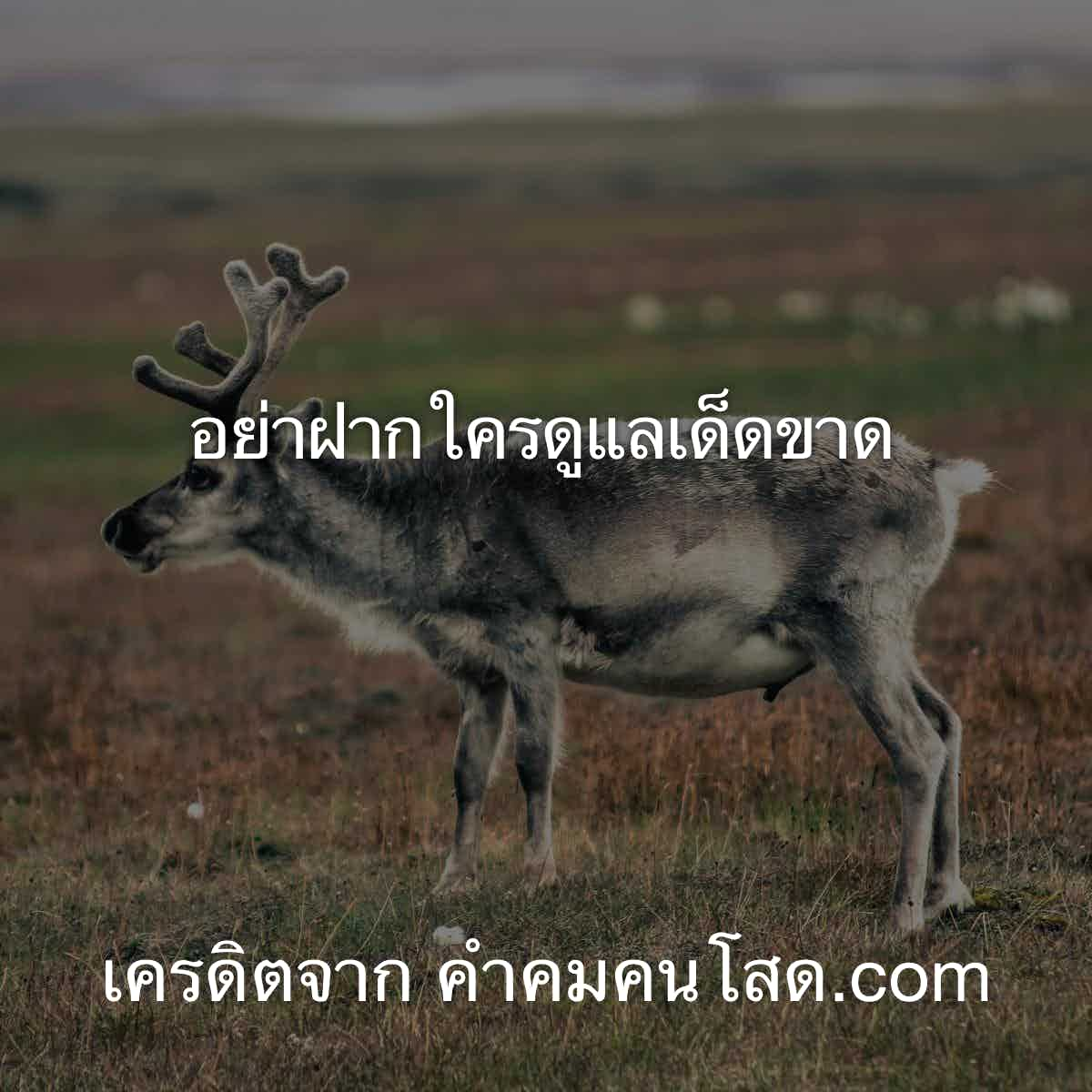 คําคมวงเหล้า